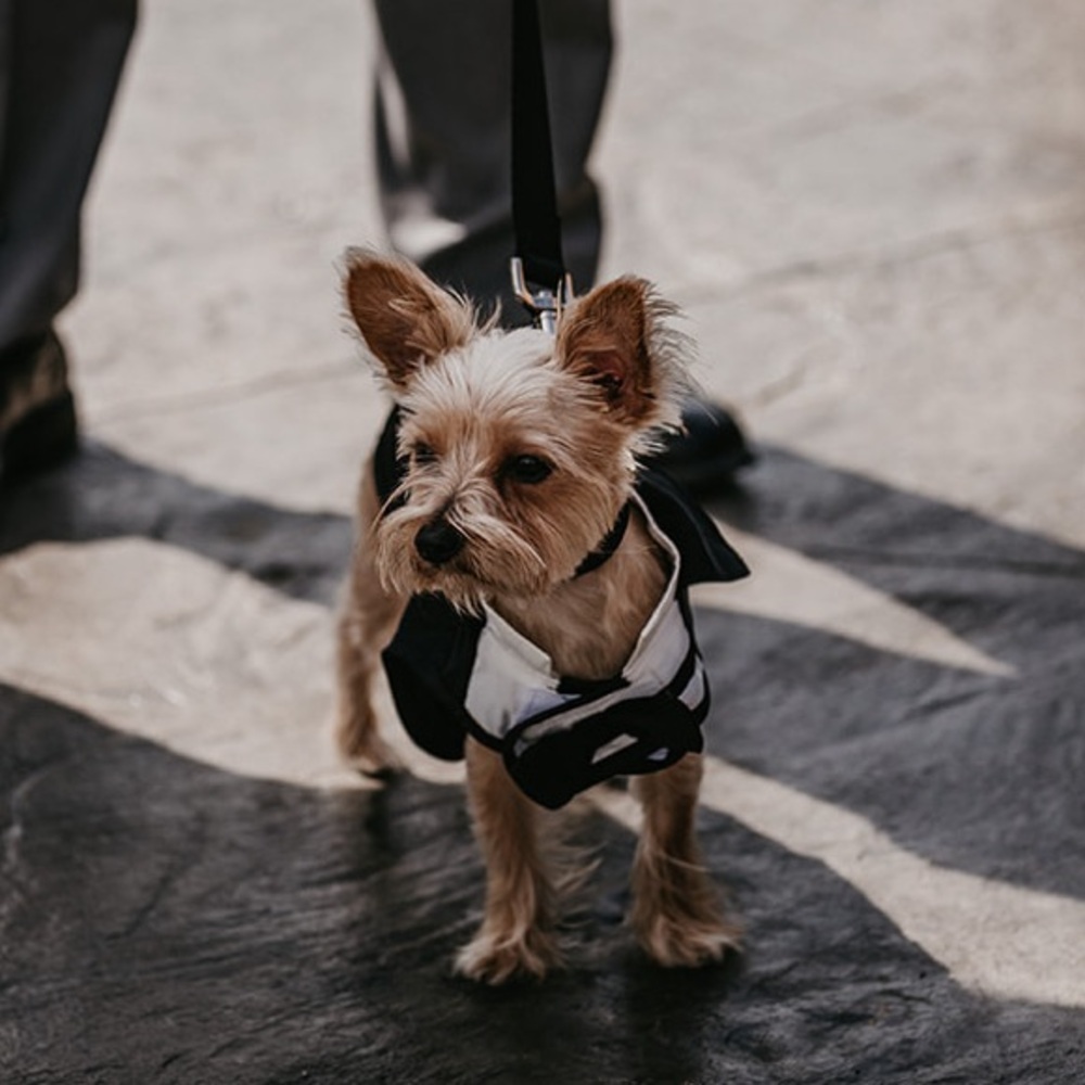 Dog tuxedo size XS